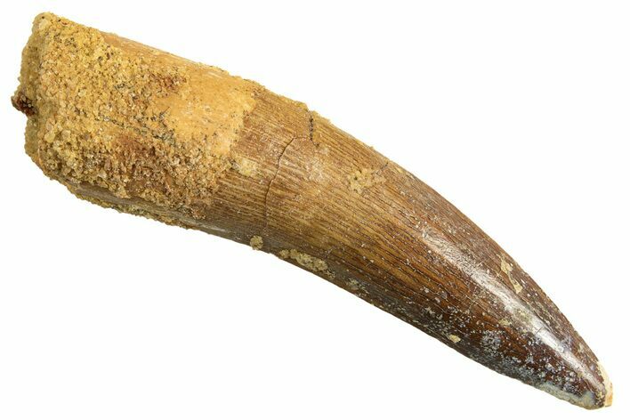 Fossil Spinosaurus Tooth - Real Dinosaur Tooth #344349